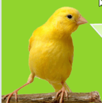 129202