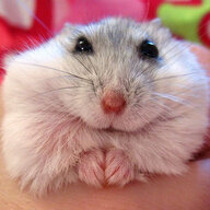 SvoHamster