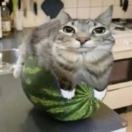 псиблейдыблейды