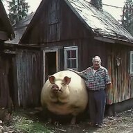 дикаяльвица